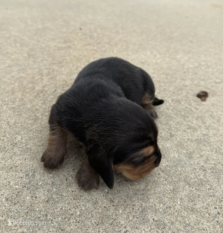 Sweet Pea Fem 4 – Basset Hound puppy for sale in Mammoth Cave, KY