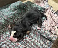 Shadow Fem 2, a female Basset Hound for sale in Mammoth Cave, KY – 3 of 3