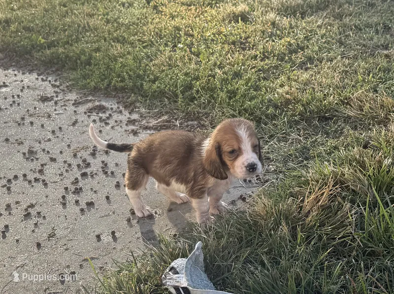 Peanut Male #3 – Basset Hound puppy for sale in Mammoth Cave, KY