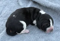 Shasta Female 2, a female Basset Hound for sale in Mammoth Cave, KY – 4 of 4