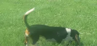Sugar Fem 3, a female Basset Hound for sale in Mammoth Cave, KY – 5 of 5