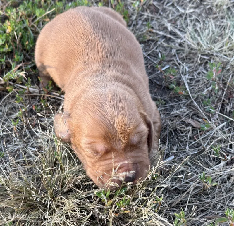 Blueberry M3 – Basset Hound puppy for sale in Mammoth Cave, KY