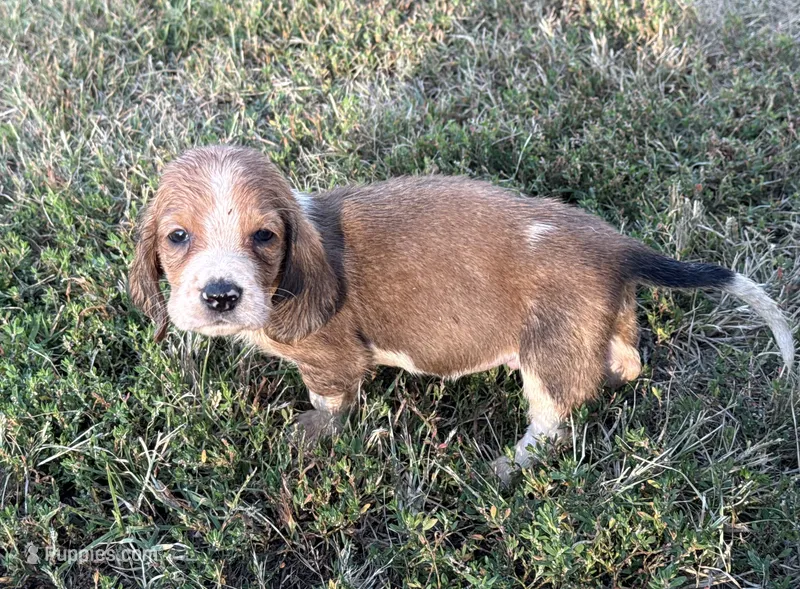 Peanut Male #3 – Basset Hound puppy for sale in Mammoth Cave, KY