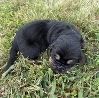Peanut Male 4, a male Basset Hound for sale in Mammoth Cave, KY – 3 of 3