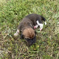 Peanut Male 1, a male Basset Hound for sale in Mammoth Cave, KY – 3 of 4