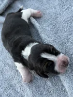 Shasta Female 2, a female Basset Hound for sale in Mammoth Cave, KY – 2 of 4