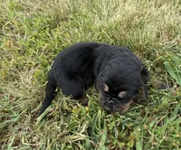 Peanut Male 4, a male Basset Hound for sale in Mammoth Cave, KY – 2 of 3
