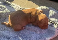 Blueberry M3, a male Basset Hound for sale in Mammoth Cave, KY – 4 of 5