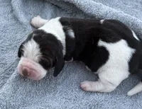 Shasta Female 1, a female Basset Hound for sale in Mammoth Cave, KY – 4 of 4