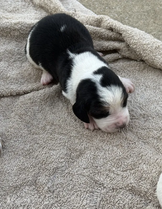 Sophie Fem 5 – Basset Hound puppy for sale in Mammoth Cave, KY