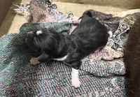 Shadow Fem 1, a female Basset Hound for sale in Mammoth Cave, KY – 2 of 3