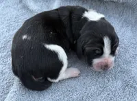Shasta Female 2, a female Basset Hound for sale in Mammoth Cave, KY – 1 of 4