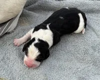Sophie Fem 5, a female Basset Hound for sale in Mammoth Cave, KY – 2 of 2