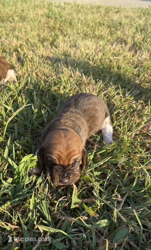 Peanut Male 1 – Basset Hound puppy for sale in Mammoth Cave, KY