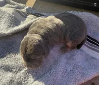 Blueberry Female, a female Basset Hound for sale in Mammoth Cave, KY – 2 of 5