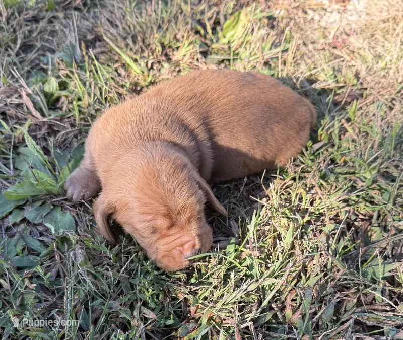 Blueberry M3 – Basset Hound puppy for sale in Mammoth Cave, KY