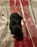 Sweet Pea Female 5, a female Basset Hound for sale in Mammoth Cave, KY – 2 of 2