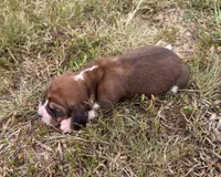Peanut Male 2, a male Basset Hound for sale in Mammoth Cave, KY – 3 of 4