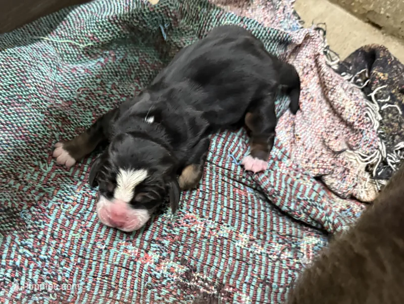 Shadow Fem 2 – Basset Hound puppy for sale in Mammoth Cave, KY