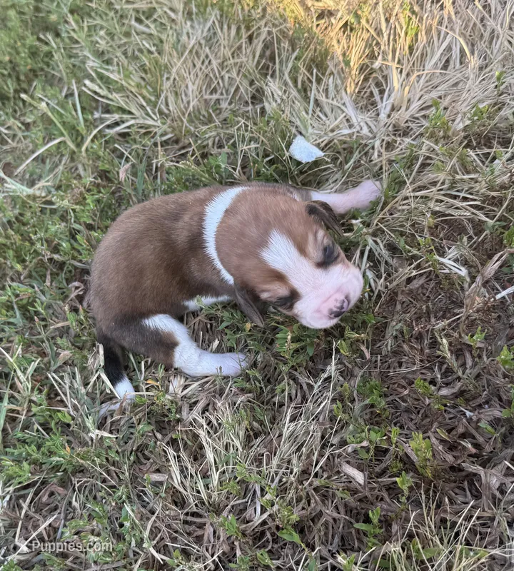 Peanut Male 3 – Basset Hound puppy for sale in Mammoth Cave, KY