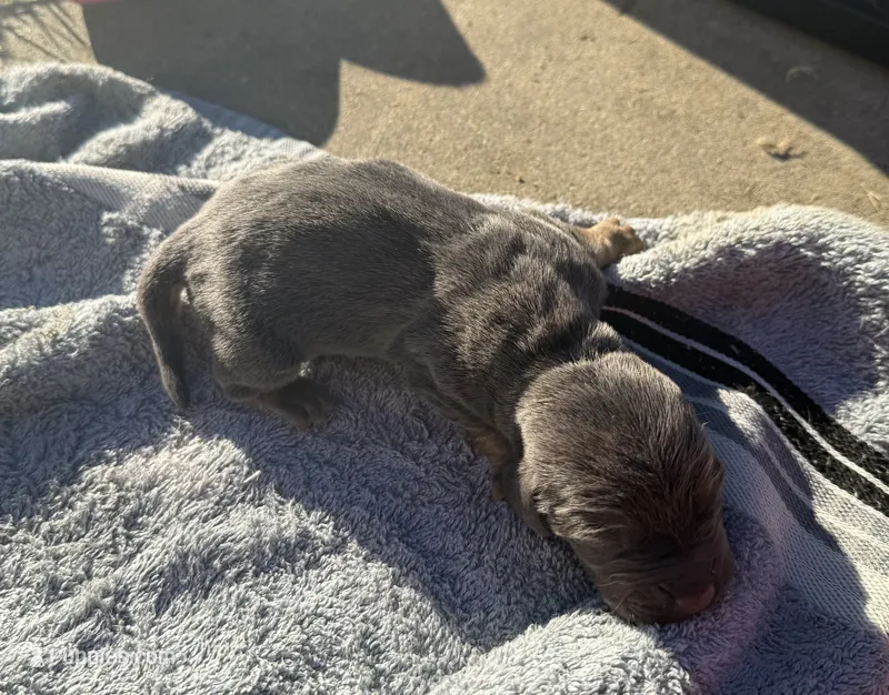 Blueberry M2 – Basset Hound puppy for sale in Mammoth Cave, KY