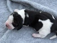Shasta Female 1, a female Basset Hound for sale in Mammoth Cave, KY – 3 of 4