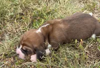 Peanut Male 2, a male Basset Hound for sale in Mammoth Cave, KY – 2 of 4
