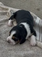 Sugar Fem 3, a female Basset Hound for sale in Mammoth Cave, KY – 2 of 5