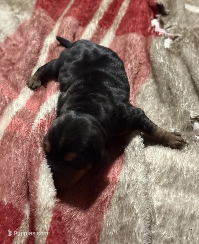 Sweet Pea Fem 3 – Basset Hound puppy for sale in Mammoth Cave, KY