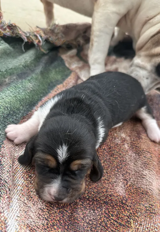 Shadow Fem 1 – Basset Hound puppy for sale in Mammoth Cave, KY