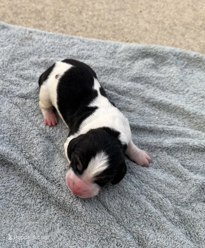 Sophie Fem 3 – Basset Hound puppy for sale in Mammoth Cave, KY