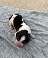 Sophie Fem 3, a female Basset Hound for sale in Mammoth Cave, KY – 1 of 2