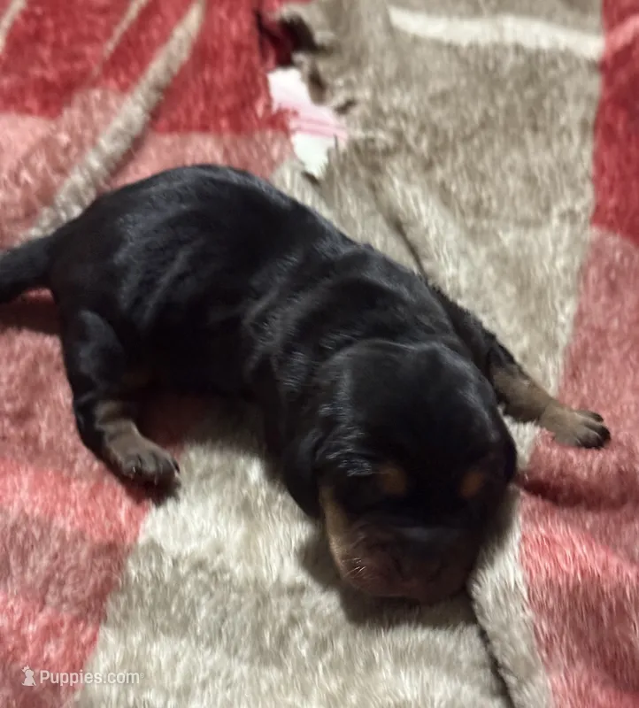 Sweet Pea Female 2 – Basset Hound puppy for sale in Mammoth Cave, KY