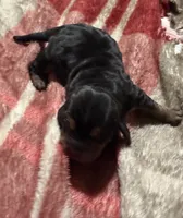 Sweet Pea Fem 3, a female Basset Hound for sale in Mammoth Cave, KY – 2 of 2