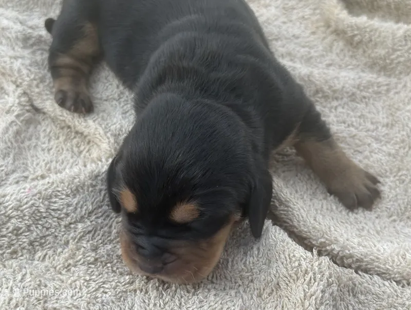 Sweet Pea Female 2 – Basset Hound puppy for sale in Mammoth Cave, KY