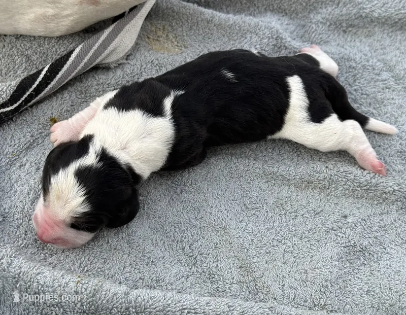 Sophie Fem 5 – Basset Hound puppy for sale in Mammoth Cave, KY