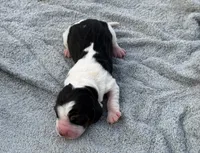 Sophie Fem 4, a female Basset Hound for sale in Mammoth Cave, KY – 1 of 2