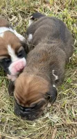 Peanut Male 1, a male Basset Hound for sale in Mammoth Cave, KY – 4 of 4