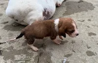 Peanut Male #3, a male Basset Hound for sale in Mammoth Cave, KY – 3 of 4