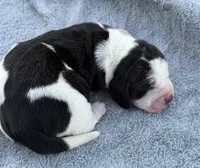 Shasta Female 1, a female Basset Hound for sale in Mammoth Cave, KY – 2 of 4