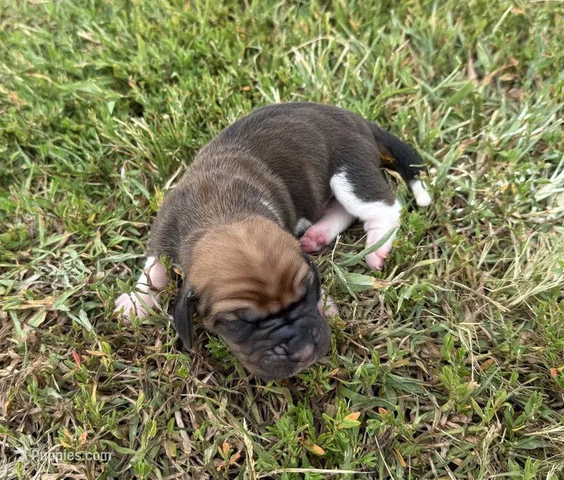 Peanut Male 1 – Basset Hound puppy for sale in Mammoth Cave, KY