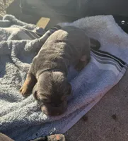 Blueberry Female, a female Basset Hound for sale in Mammoth Cave, KY – 4 of 5