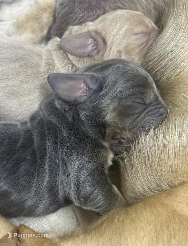 Peaches Male – Basset Hound puppy for sale in Mammoth Cave, KY