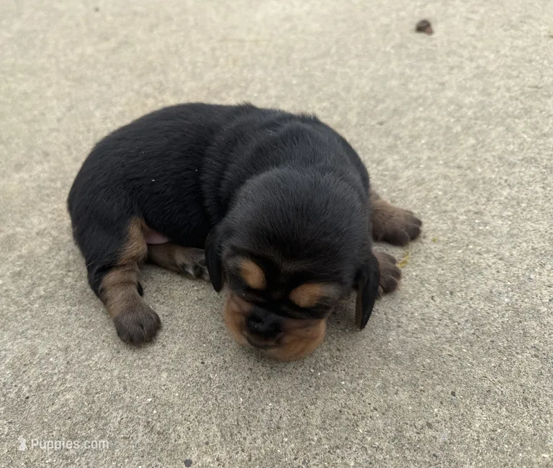 Sweet Pea Female 5 – Basset Hound puppy for sale in Mammoth Cave, KY