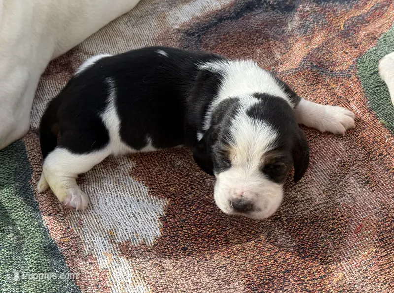Sophie Fem 5 – Basset Hound puppy for sale in Mammoth Cave, KY