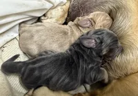 Peaches Male, a male Basset Hound for sale in Mammoth Cave, KY – 2 of 7