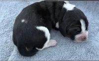 Shasta Female 2, a female Basset Hound for sale in Mammoth Cave, KY – 3 of 4