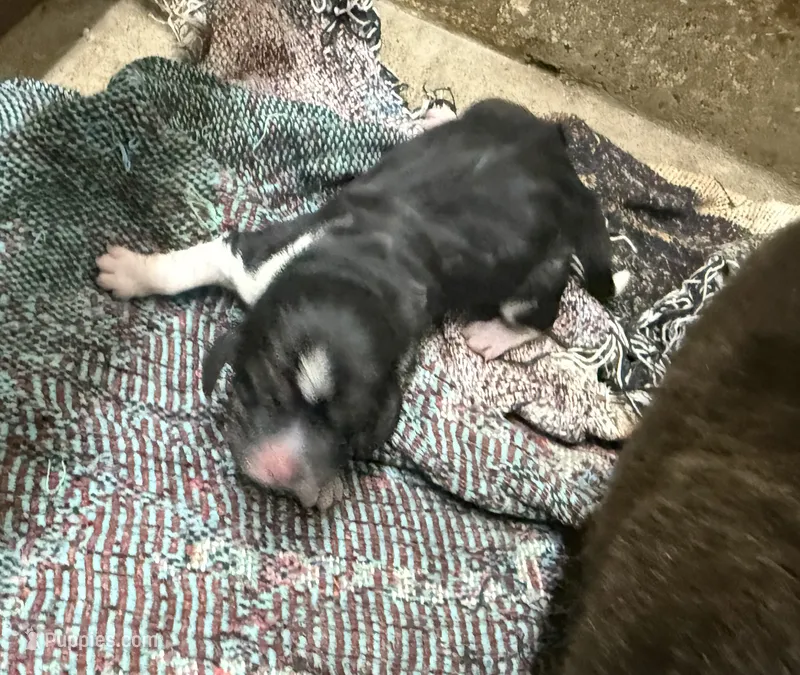 Shadow Fem 1 – Basset Hound puppy for sale in Mammoth Cave, KY