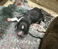 Shadow Fem 1, a female Basset Hound for sale in Mammoth Cave, KY – 1 of 3
