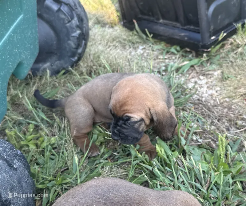 Peanut Female 2 – Basset Hound puppy for sale in Mammoth Cave, KY